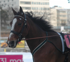 Foto: Annika Lindblom, Travkompaniet